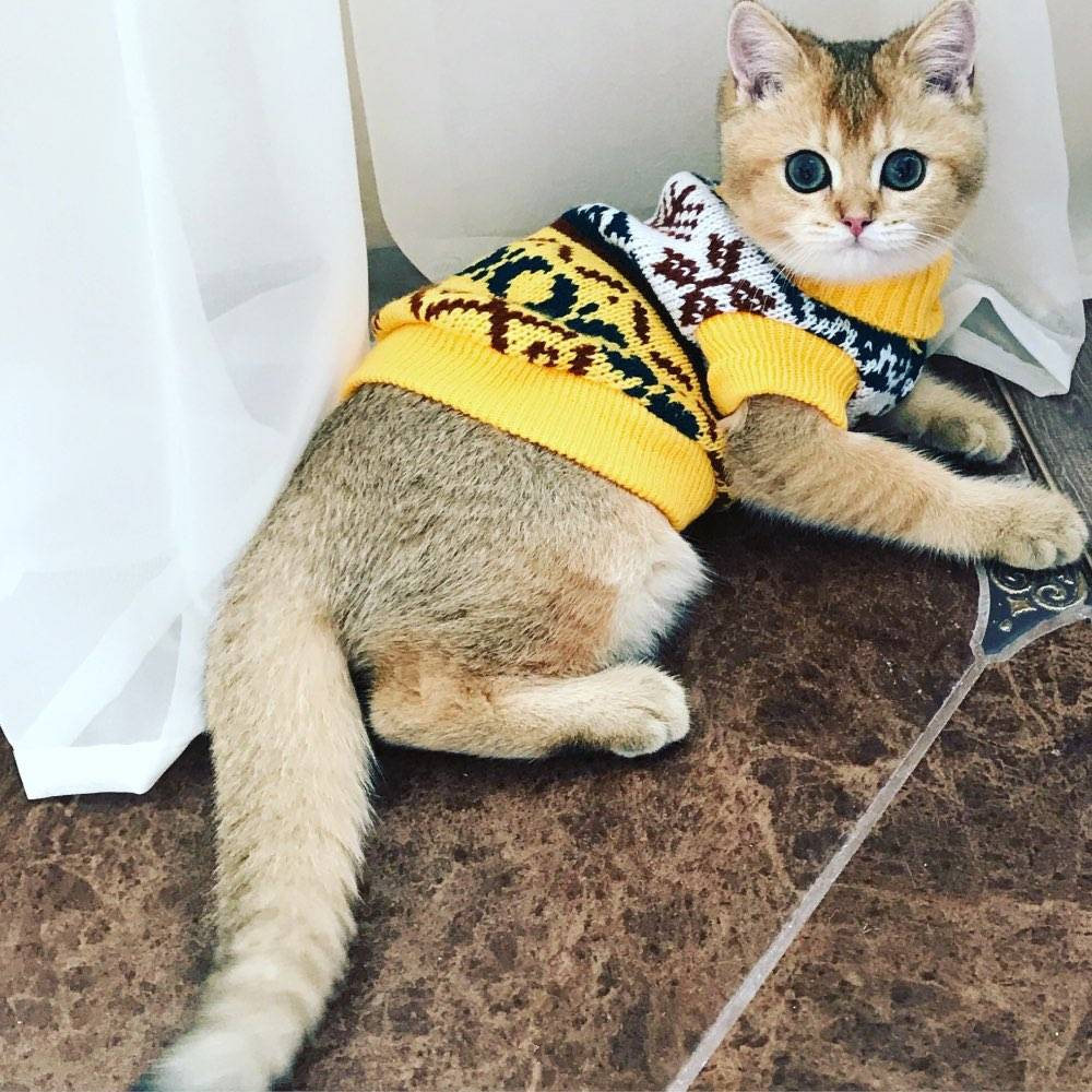 Pretty Warm & Soft Cat's Sweater