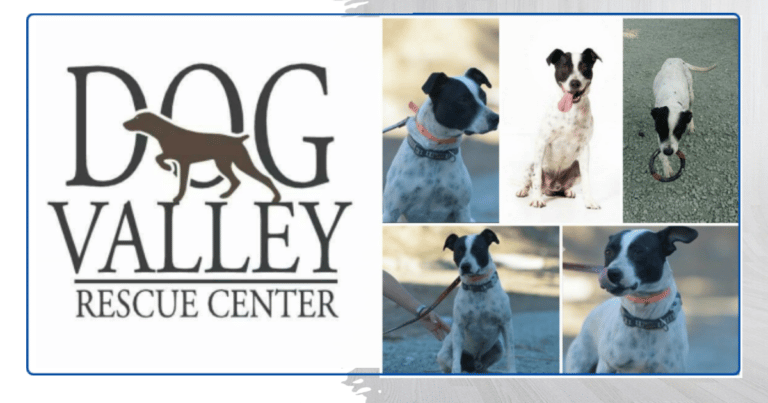 My Pet World Store DOG VALLEY RESCUE CENTER httpsmypetworldstore.comdog valley rescue center
