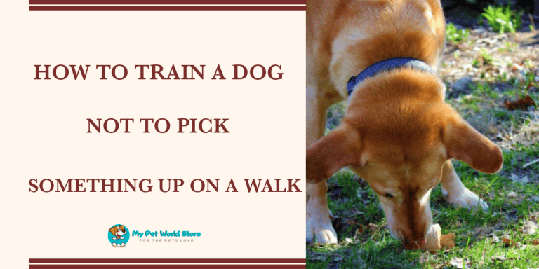My Pet World Store How to train a dog not to pick something up on walks httpsmypetworldstore.comp11579