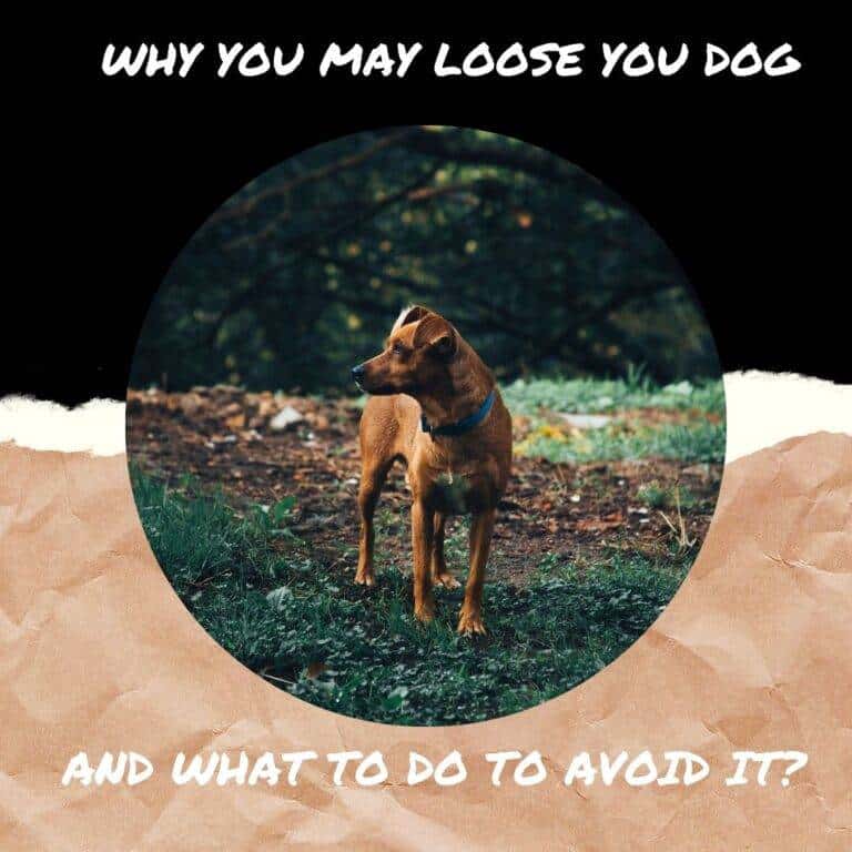 My Pet World Store 10 Reasons Why You May Loose Your Dog And What To Do To Avoid It? https://mypetworldstore.com/?p=18199