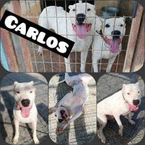 My Pet World Store What do you know about the Breed as Dogo Argentino? https://mypetworldstore.com/what-do-you-know-about-the-breed-as-dogo-argentino/