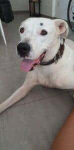 SNOW DOGO ARGENTINO