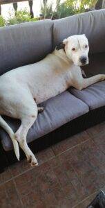 My Pet World Store What do you know about the Breed as Dogo Argentino