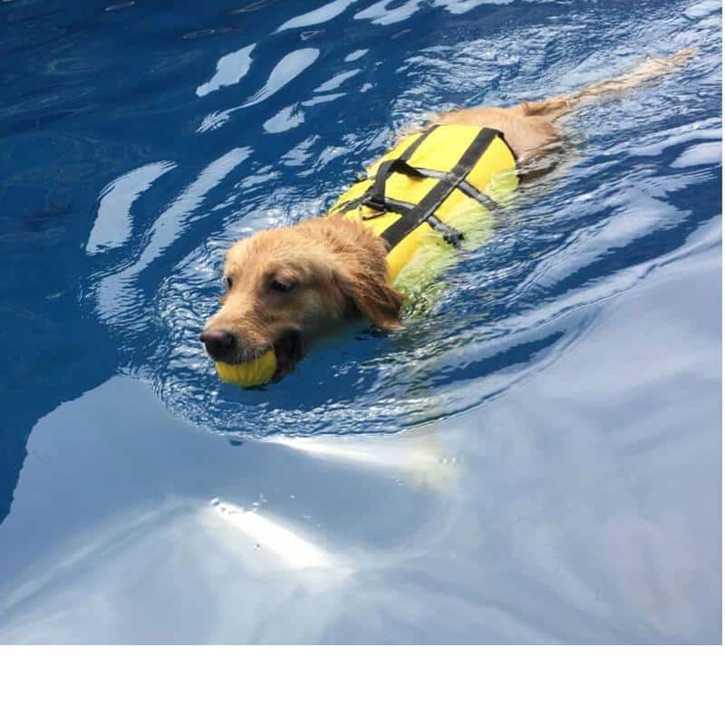 Dog Life Jacket Surfing Swimming Vest