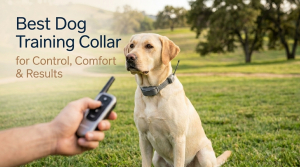 A human hand holding an e-collar remote control in front of a sitting yellow Labrador retriever dog in a park.